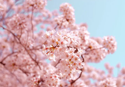 A Complete Guide to Experiencing Sakura Season in Japan