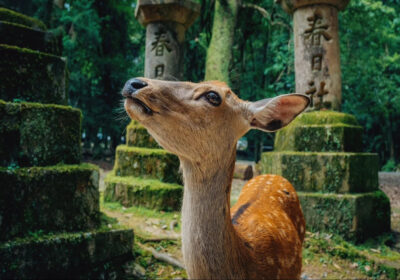 Nara & Uji Day Tour