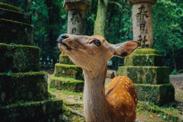 Nara & Uji Day Tour